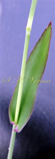  Stem and Leaf